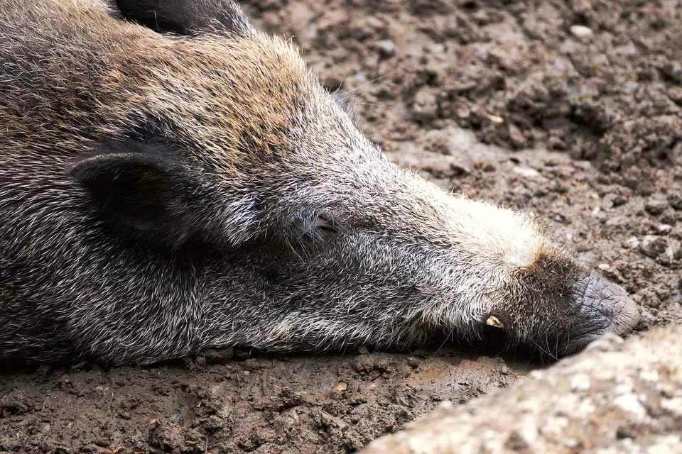 Das Schwarzwild