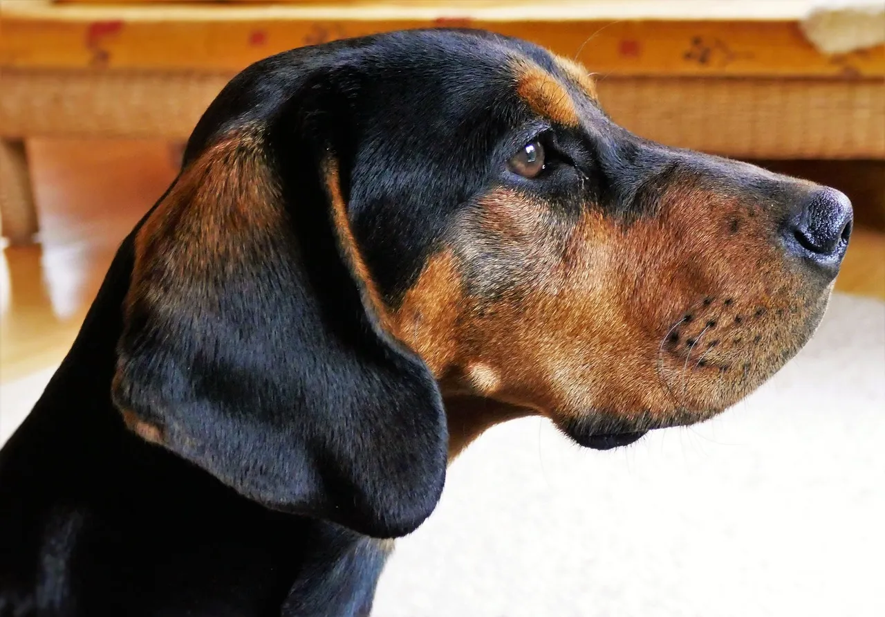Hundeklappe – Kontrollierter Freilauf für den Hund