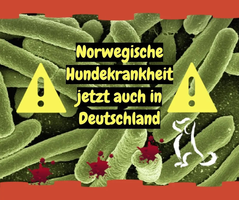 Norwegische Hundekrankheit jetzt wohl auch in Deutschland!