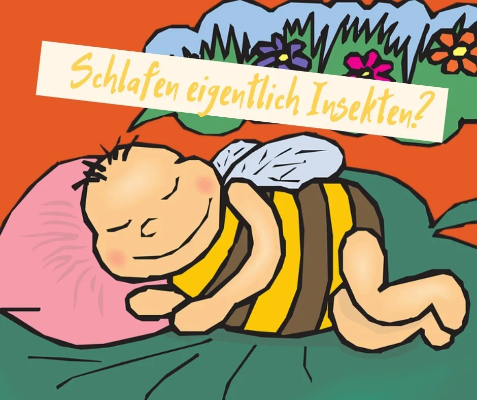 Schlafen Insekten eigentlich?