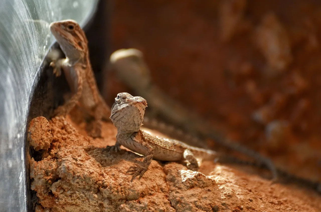 Das richtige Terrarium für Bartagame