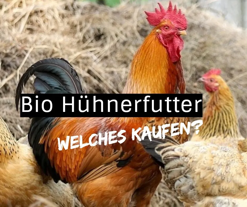 Das richtige Bio Hühnerfutter kaufen