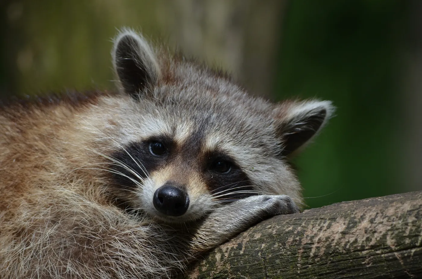 Waschbärkot im Garten – Was tun?