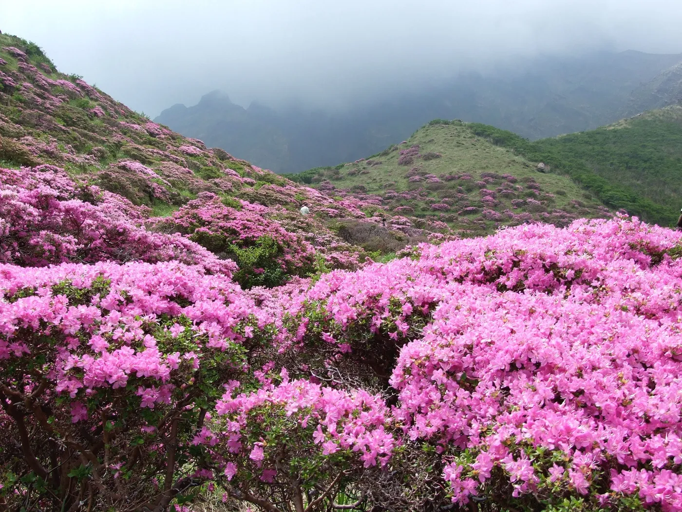 Rhododendron schneiden