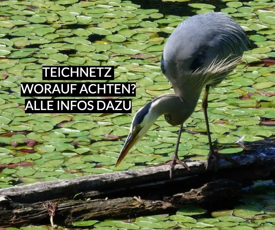 Teichnetz – Den Teich richtig schützen!