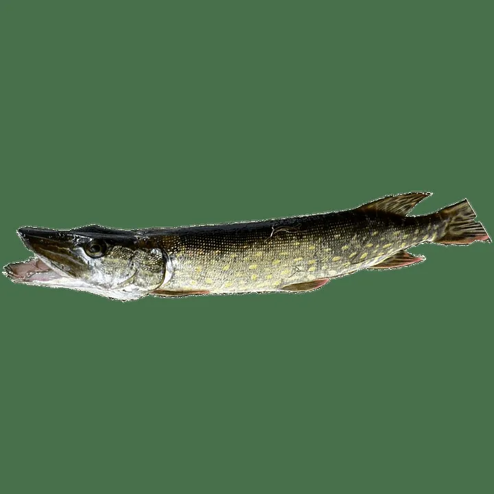 Spinnerbait – Angeln mit Spinnerbaits. Kauftipps und mehr!