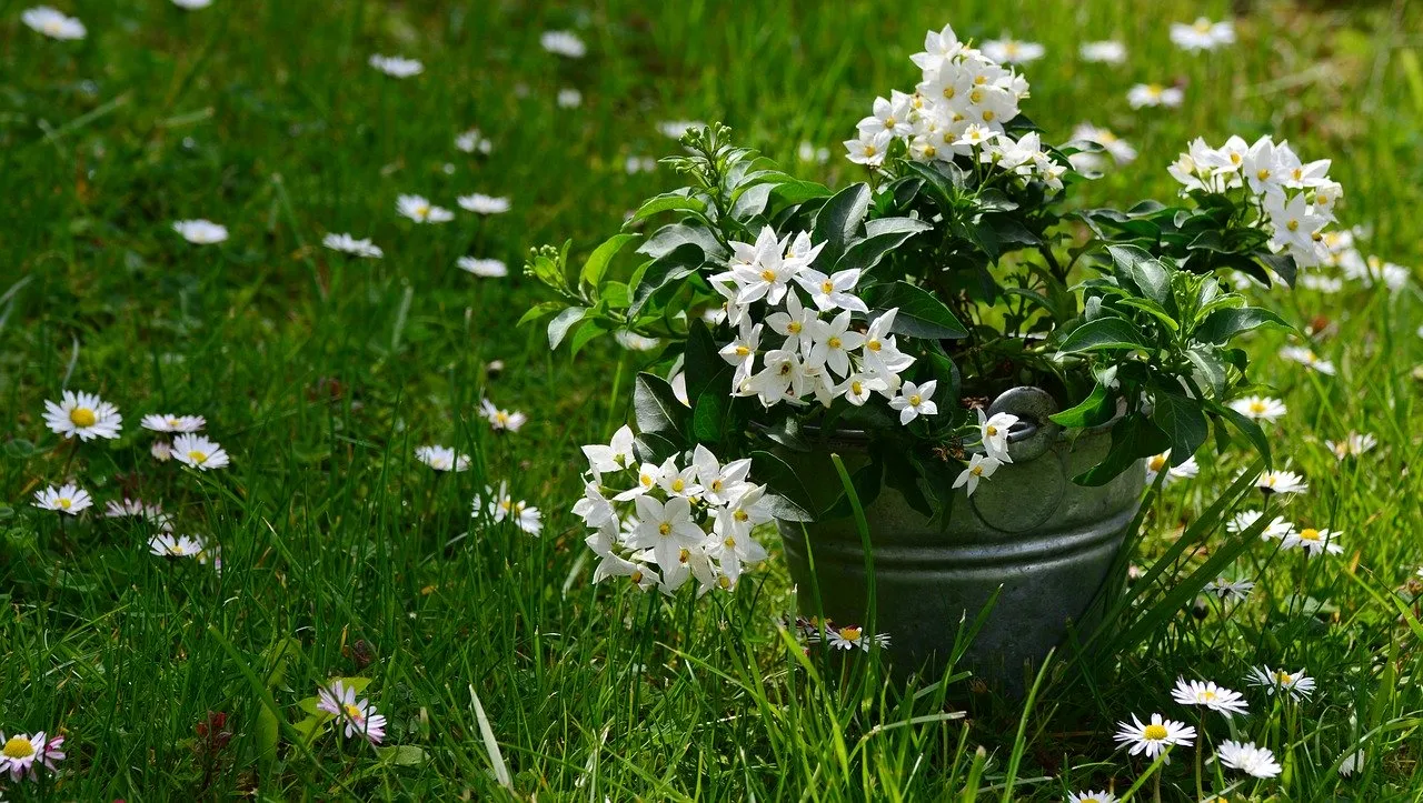 Wichtige Tipps zum Überwintern von Jasmin