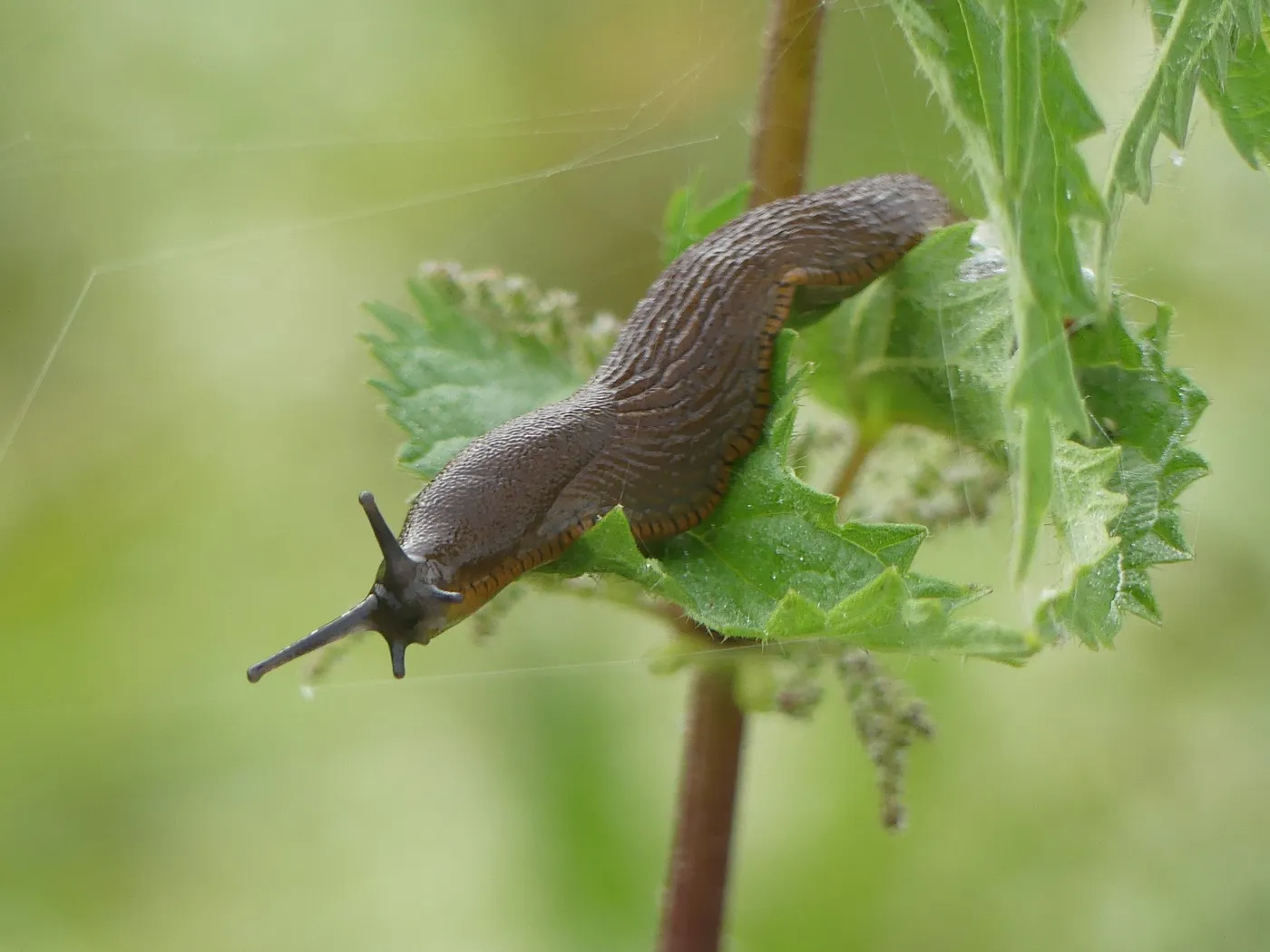 Nematoden gegen Schnecken