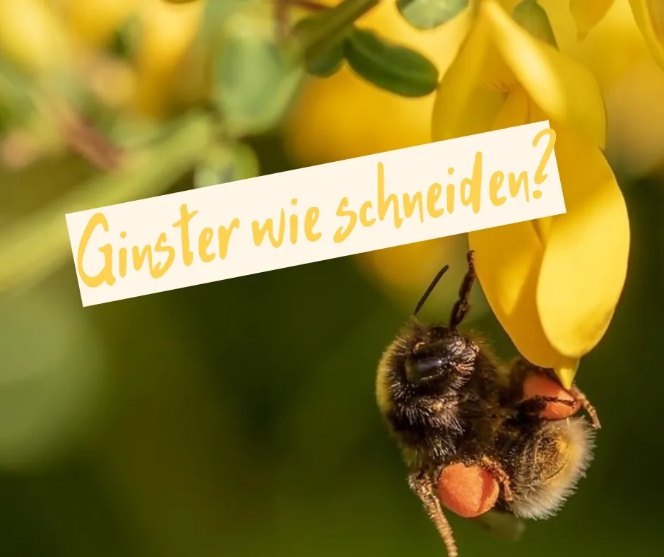 Ginster wie schneiden?