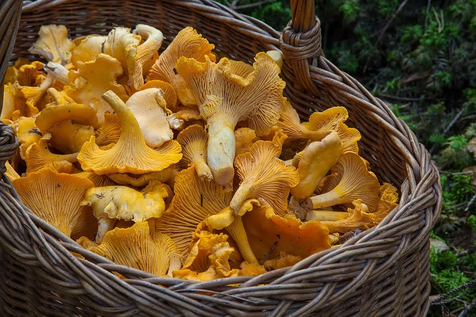 Pilz Ticker
