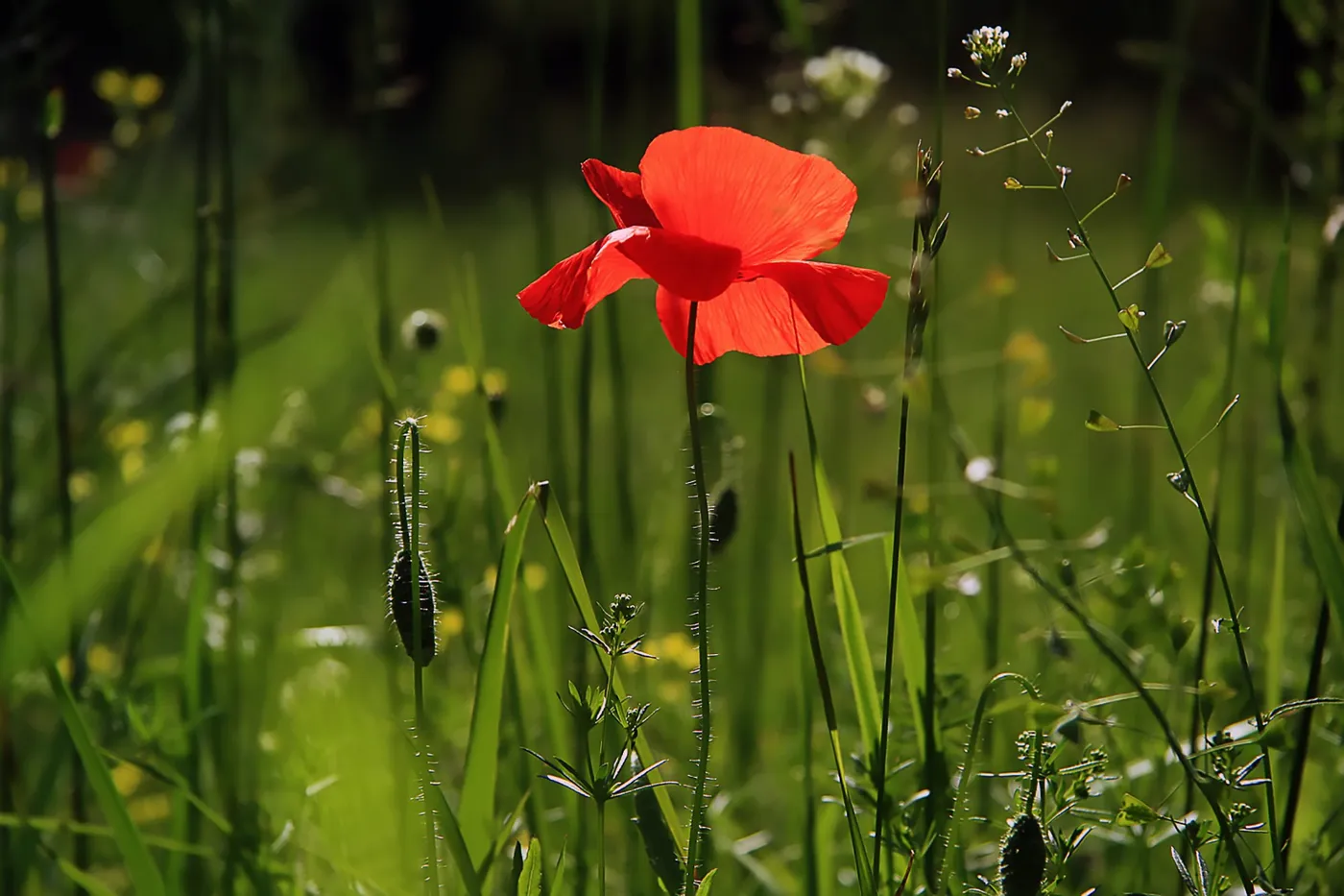Sind die Kosten für den Garten in der Baufinanzierung enthalten?