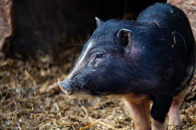 Das Minischwein – mein neues Haustier?