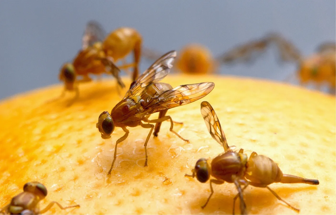Fruchtfliegenfalle selber machen – Schnell und hilfreich!