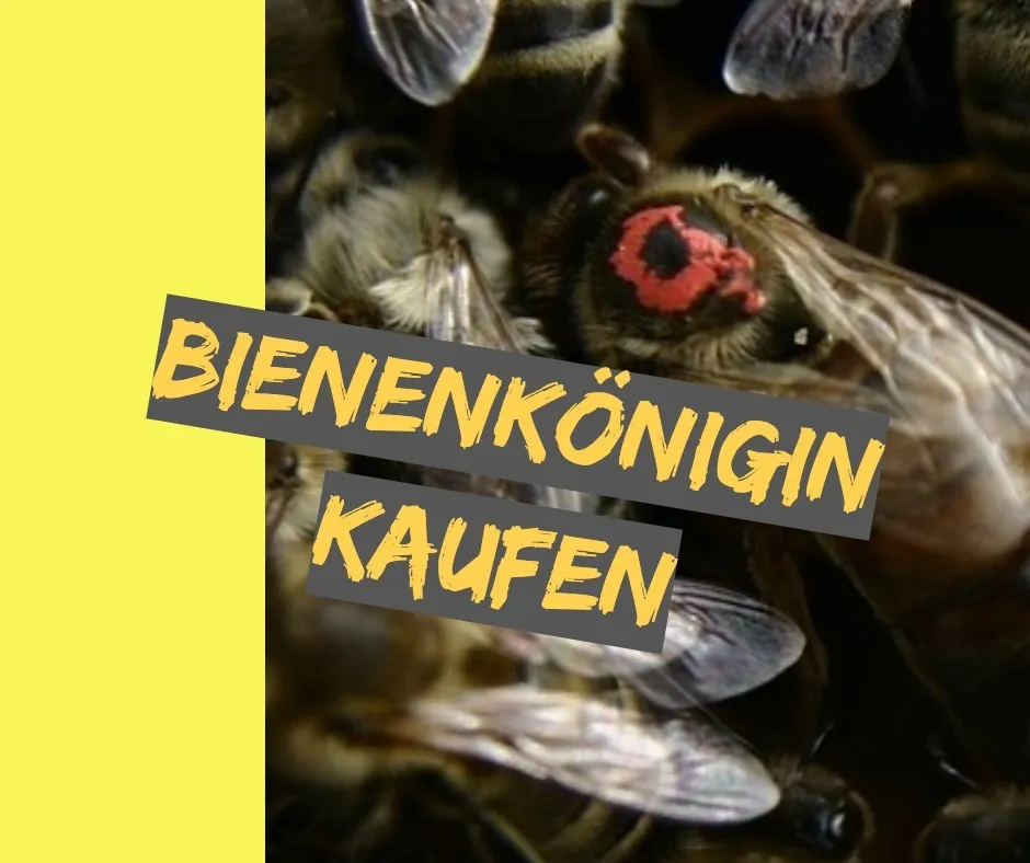 Bienenkönigin kaufen