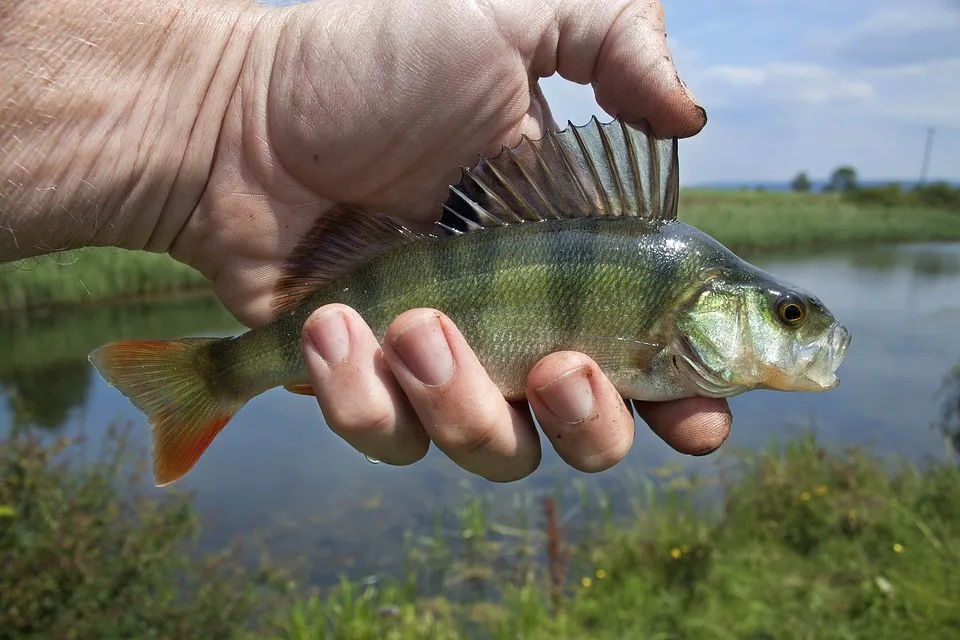 Carolina Rig – Alle Infos und Kaufideen