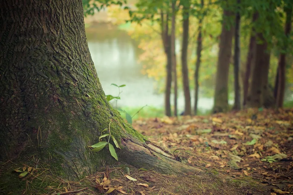 Forstpflanze – Wald verjüngen.