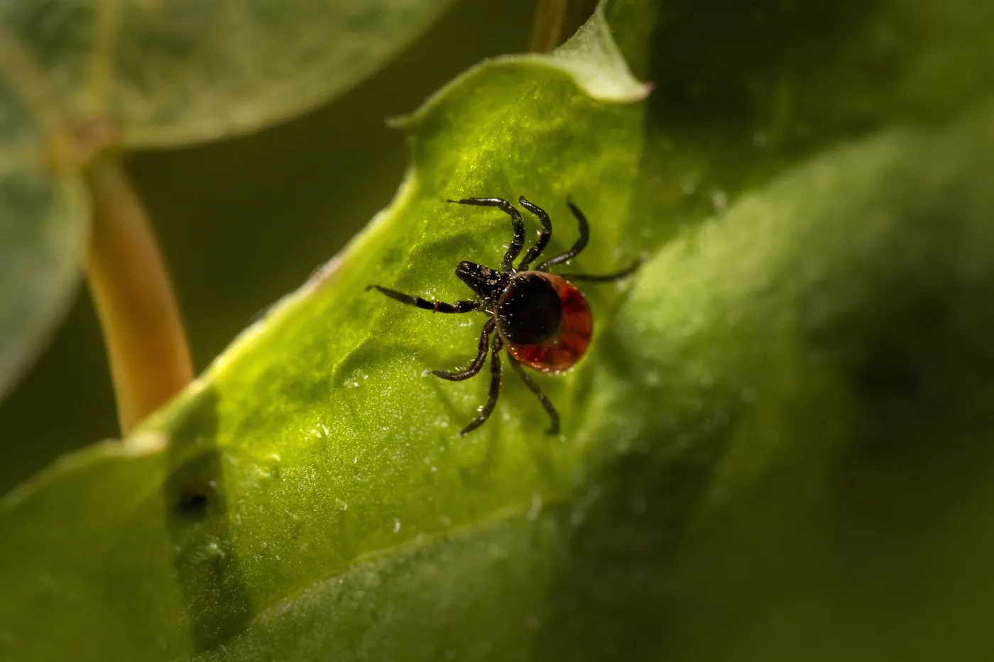 Zecken im Garten – Was tun?