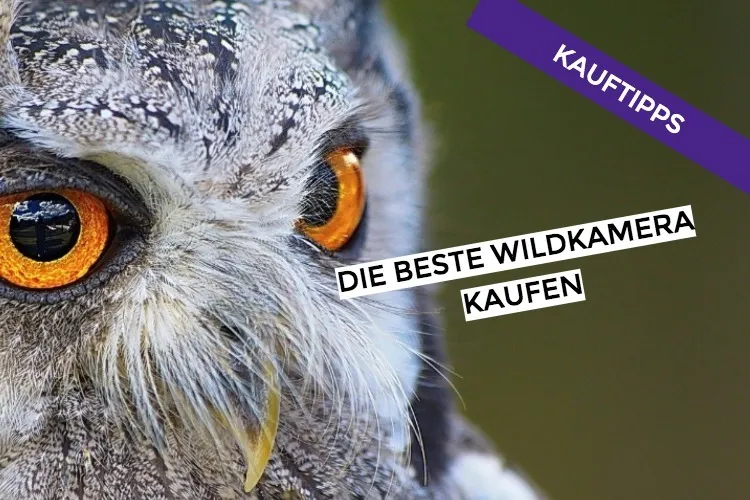 Wildkamera Kaufen – 20 Top Wildkameras vorgestellt
