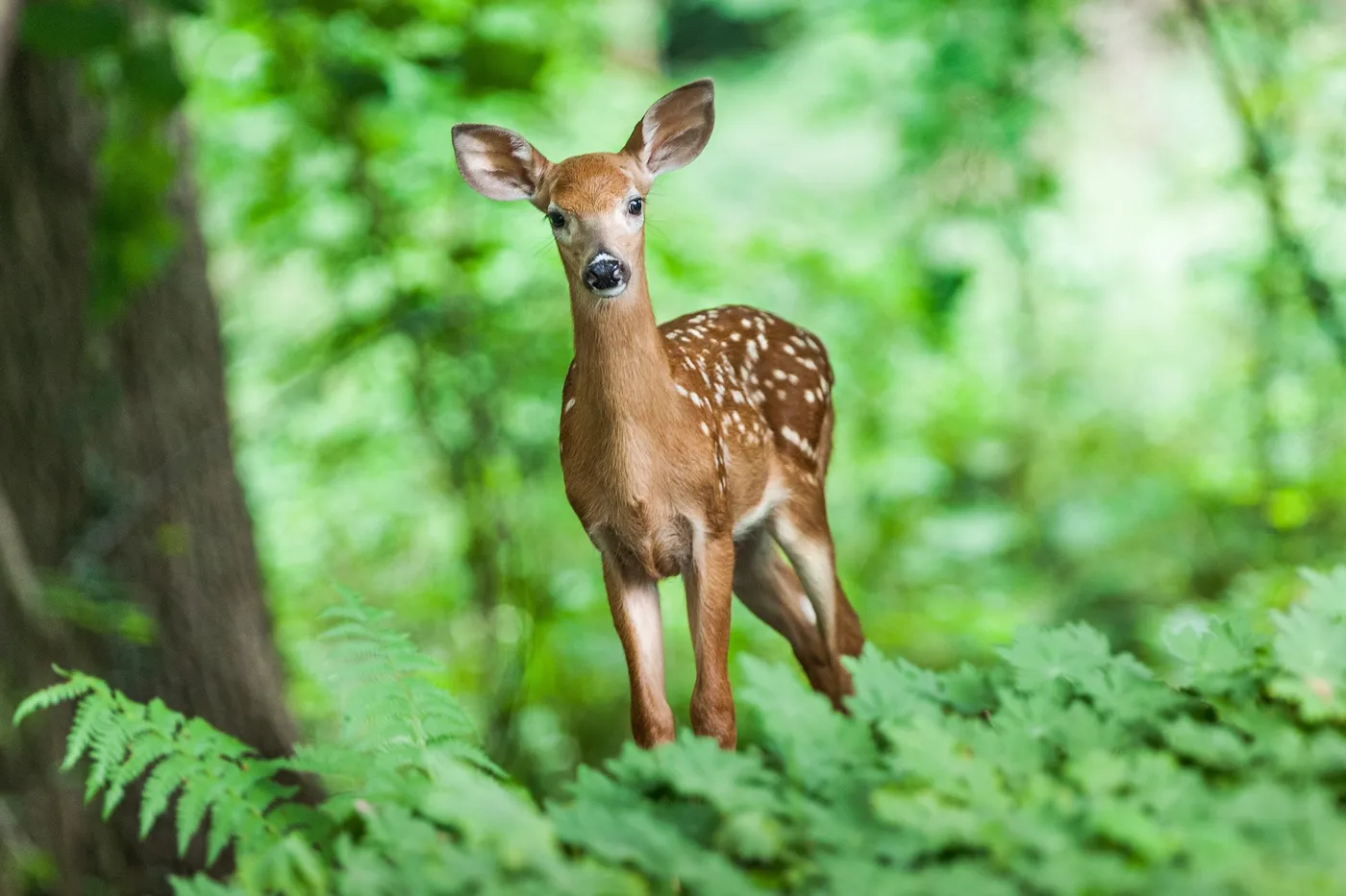 Tierkamera Bewegungsmelder – Einfach online kaufen!