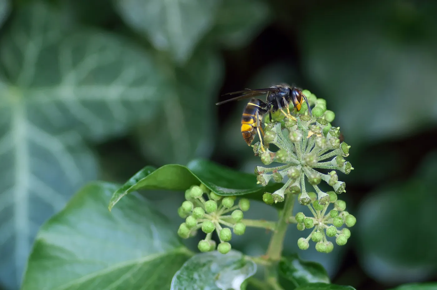 Die asiatische Hornisse in Deutschland – Gefahr für unsere Bienen