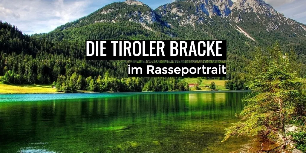 Tiroler Bracke – Seit Jahren ein treuer Begleiter