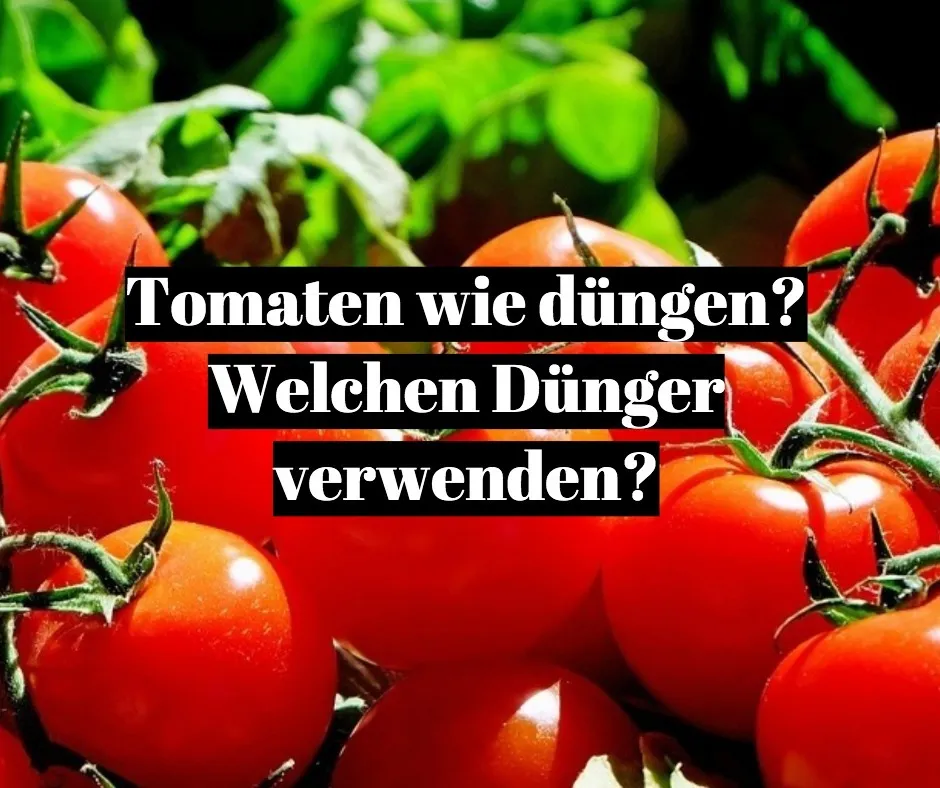 Tomaten düngen. So gehts!