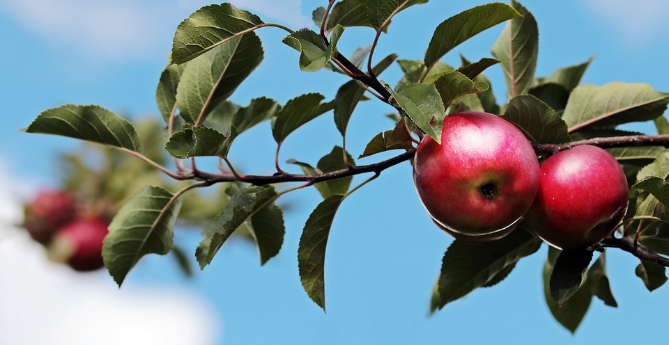 streuobstwiesen so wichtig