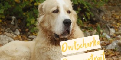 Owtscharka Rasseportrait Owtscharka Wesen