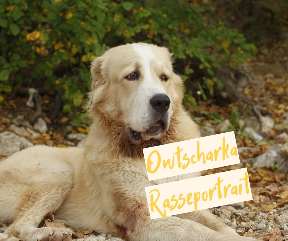 Owtscharka Wesen