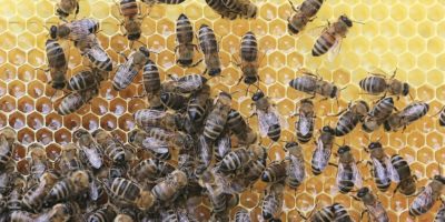 Bienenweber.de – Shopvorstellung! imkershop