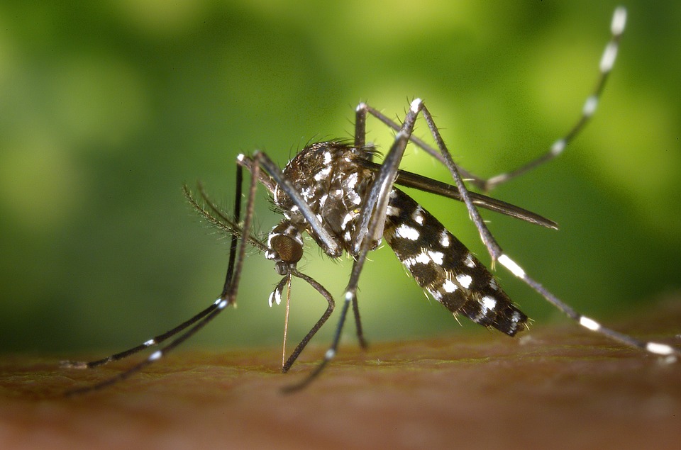 Spray gegen Insekten