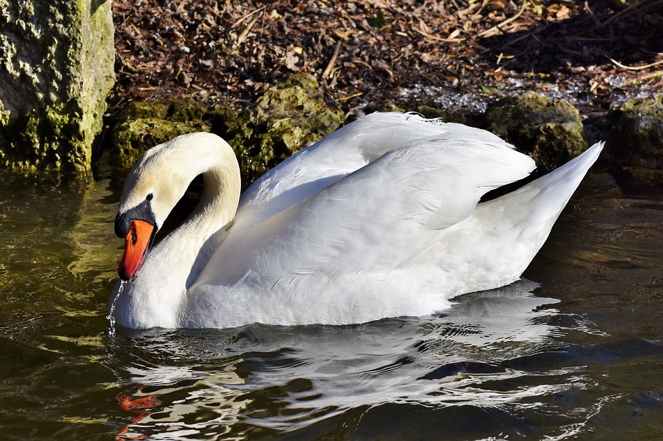 wie schmeckt schwan