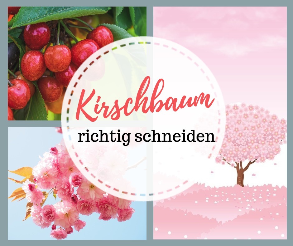 Kirschbaum schneiden. Ein Leitfaden Landlive.de