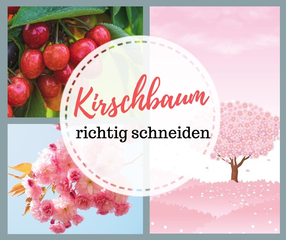 kirschbaum wie schneiden