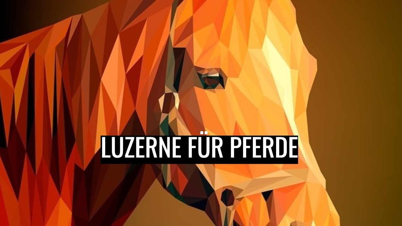 luzerne pferd