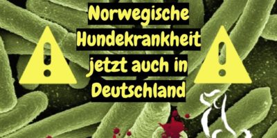 Norwegische Hundekrankheit jetzt wohl auch in Deutschland! hundekrankheit norwegen