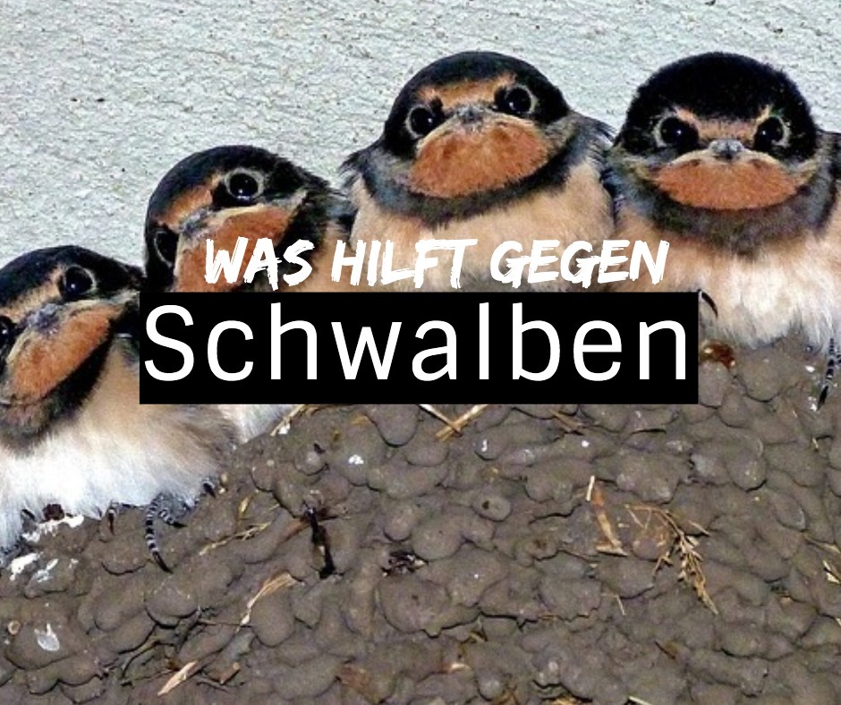 schwalbenabwehr