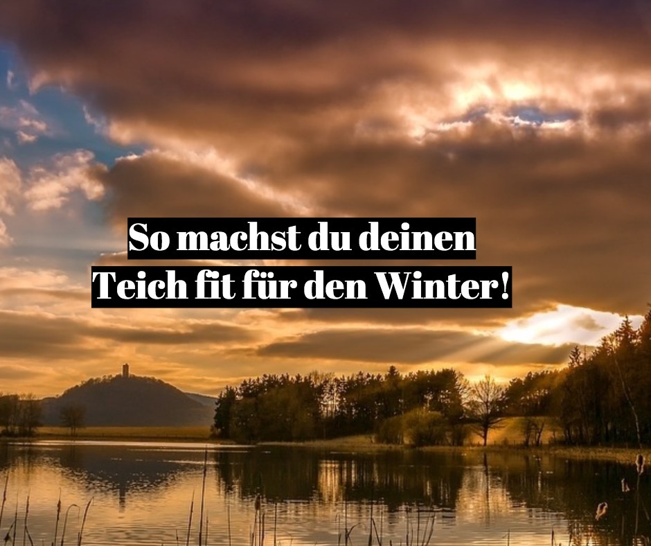 teich im winter