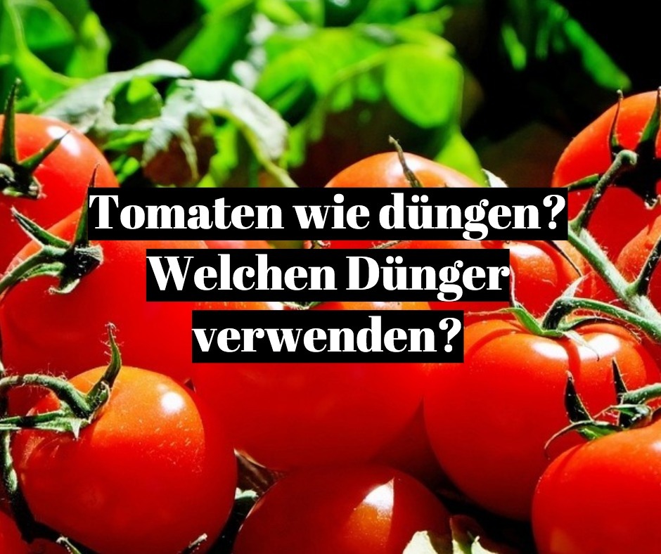 tomatendünger