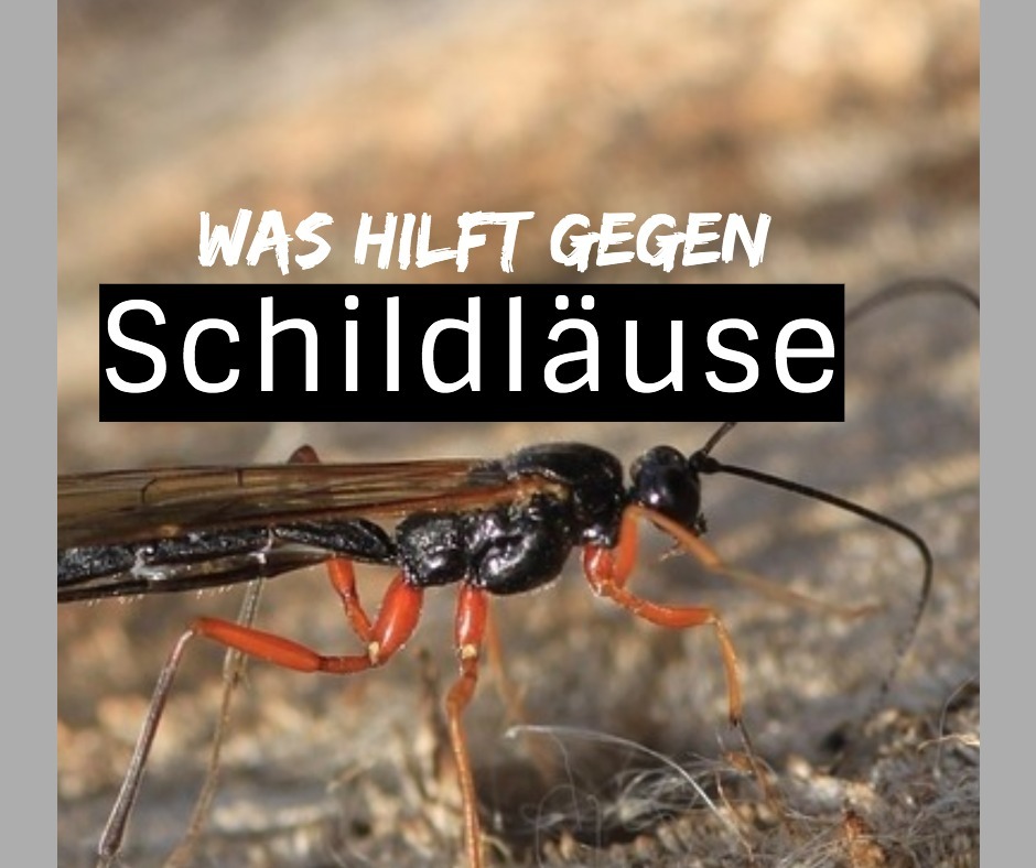 mittel gegen schildläuse