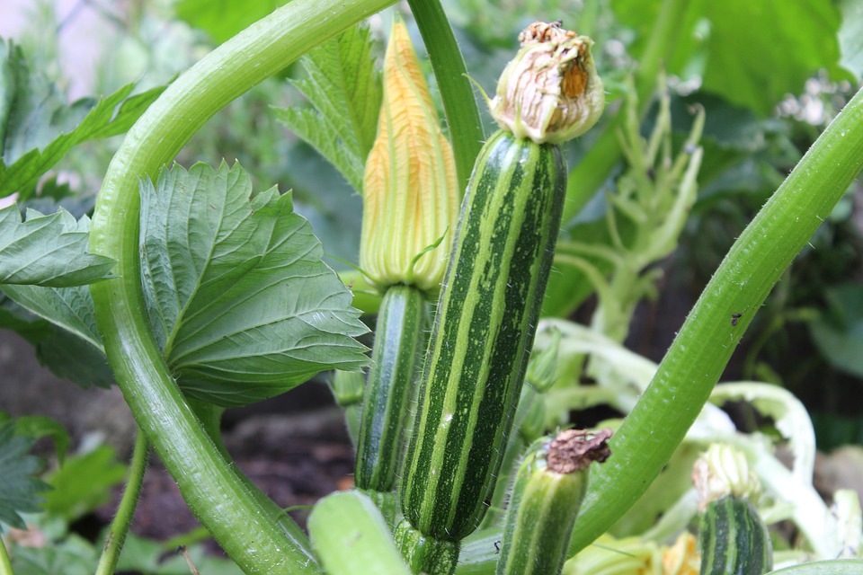 zucchini rezepte