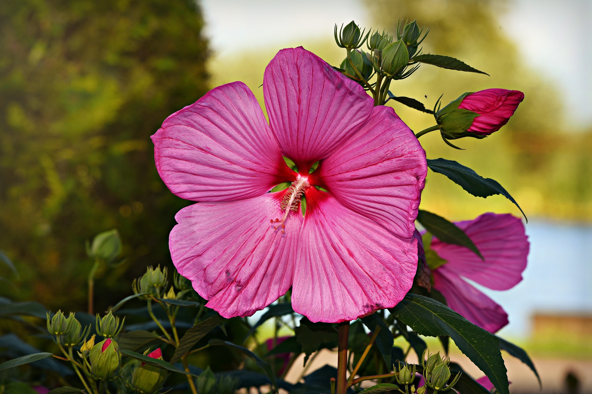 Hibiskus Samen