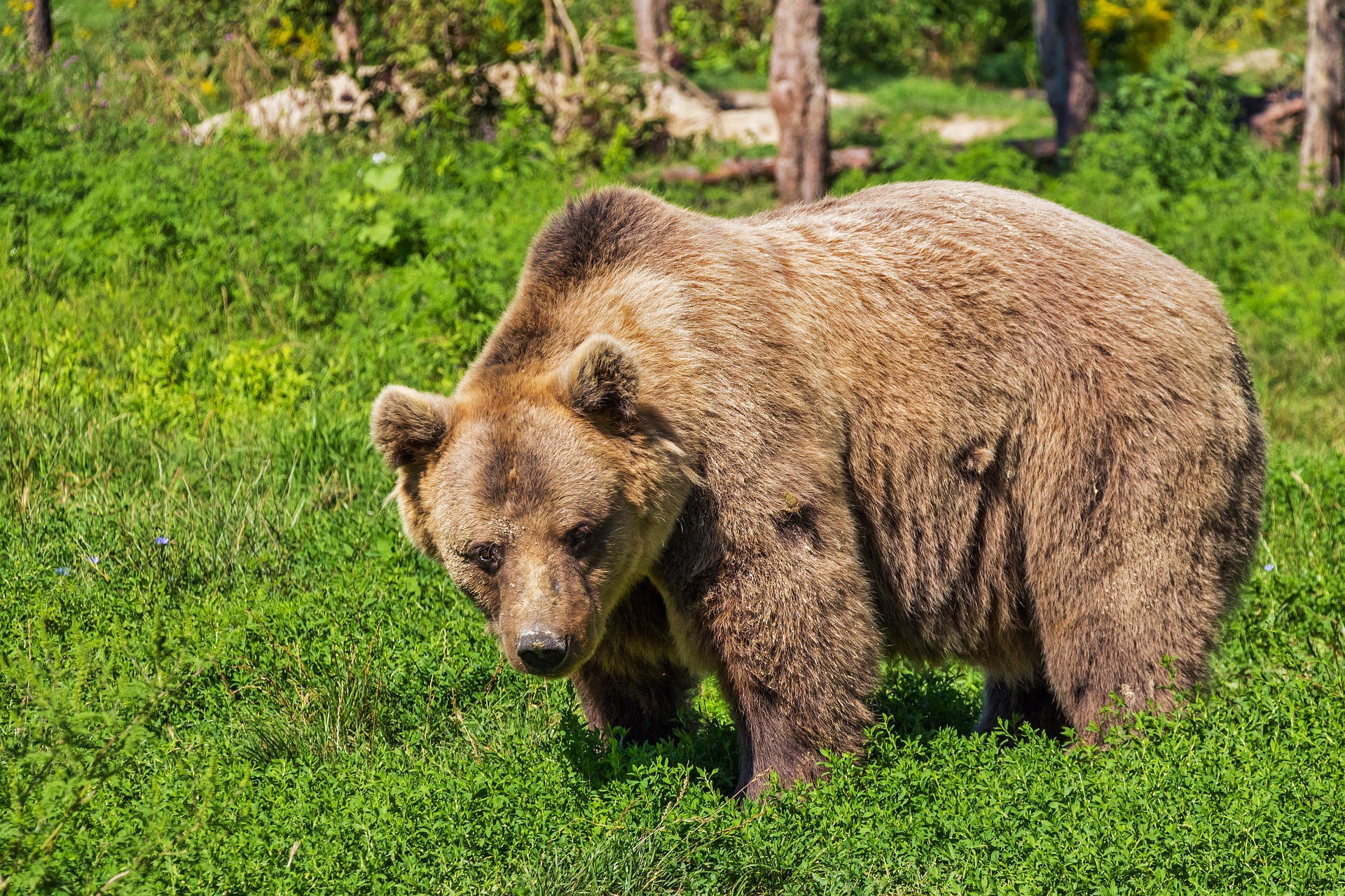 Moultrie Wildkamera