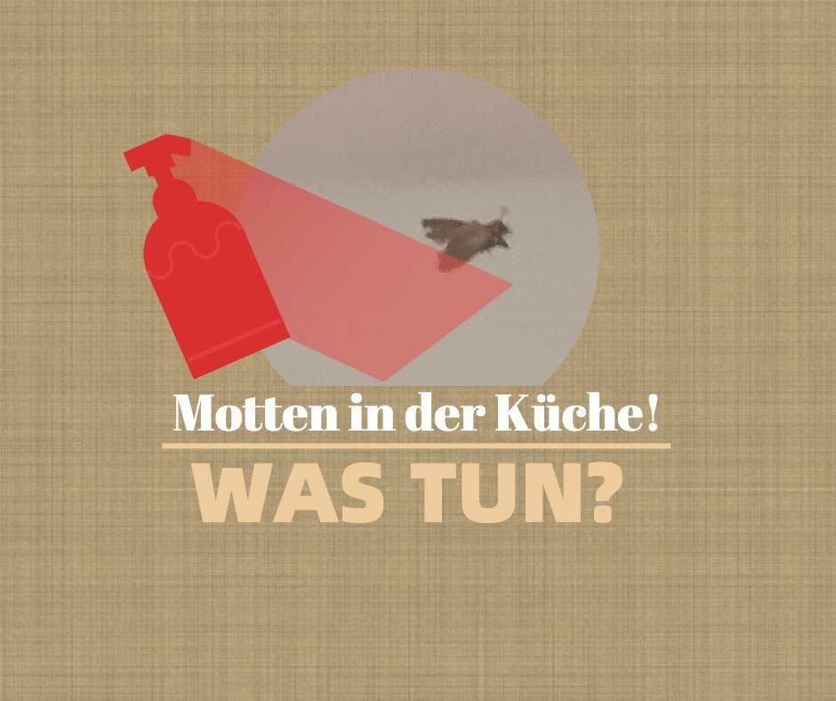 lebensmittelmotten was tun