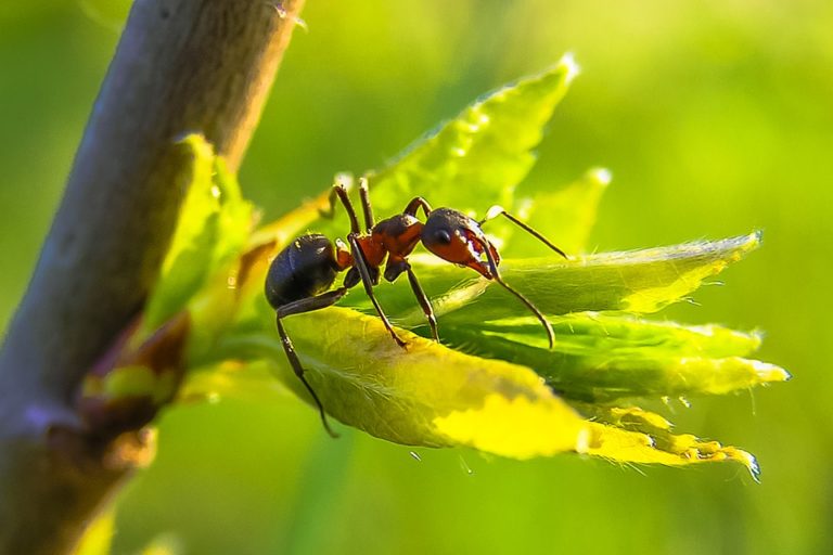 Hilft Backpulver Gegen Ameisen Im Garten Weshalb Backpulver gegen Ameisen keine gute Idee ist! - Landlive.de
