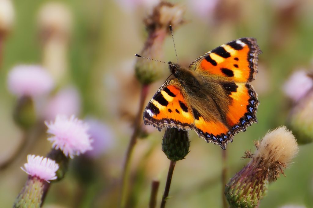 kleiner fuchs schmetterling