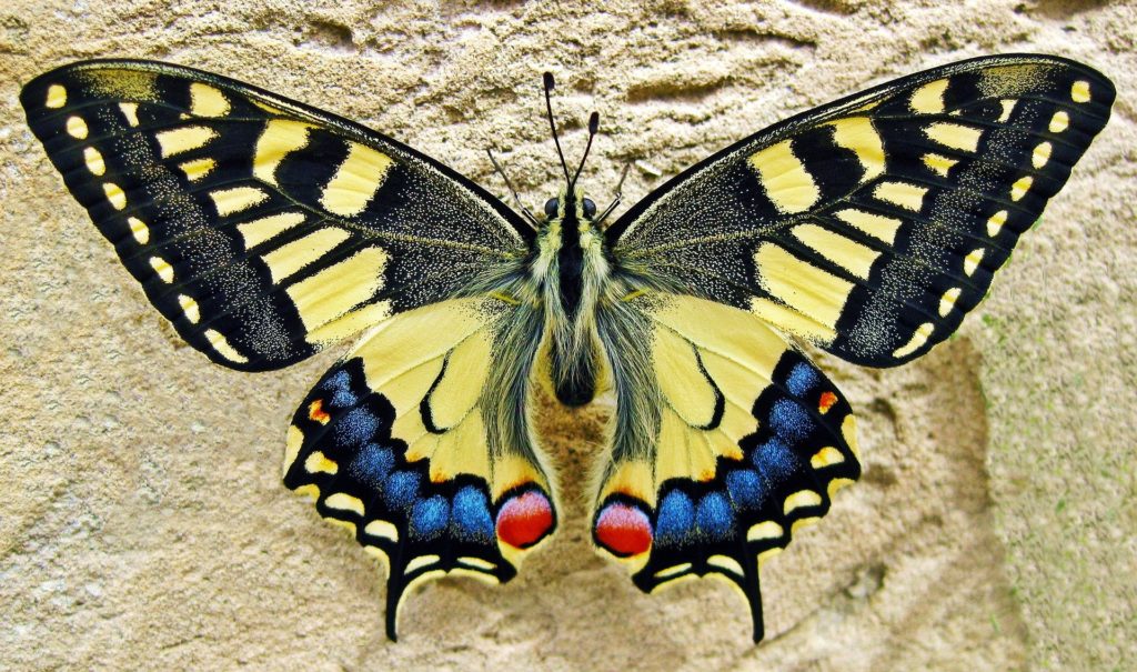 Schmetterlinge Bestimmen Nach Farben Welcher Schmetterling Ist Das