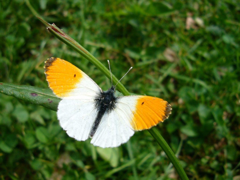 schmetterling weiß orange