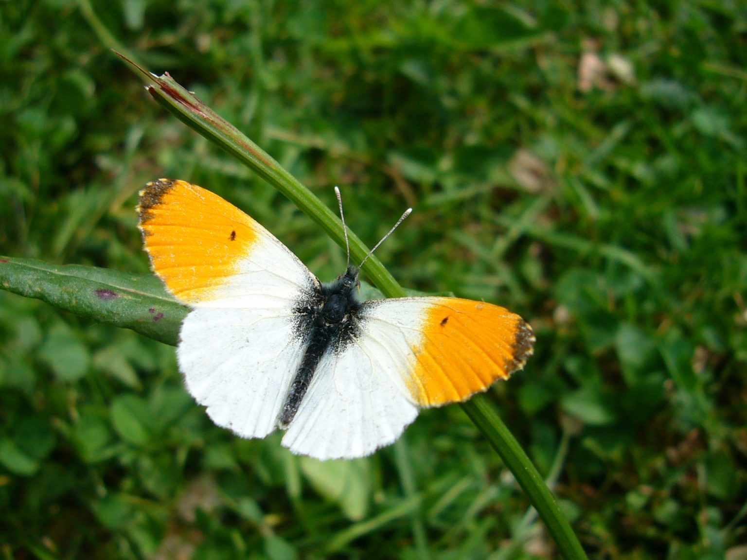Schmetterlinge bestimmen nach Farben. Welcher Schmetterling ist das?