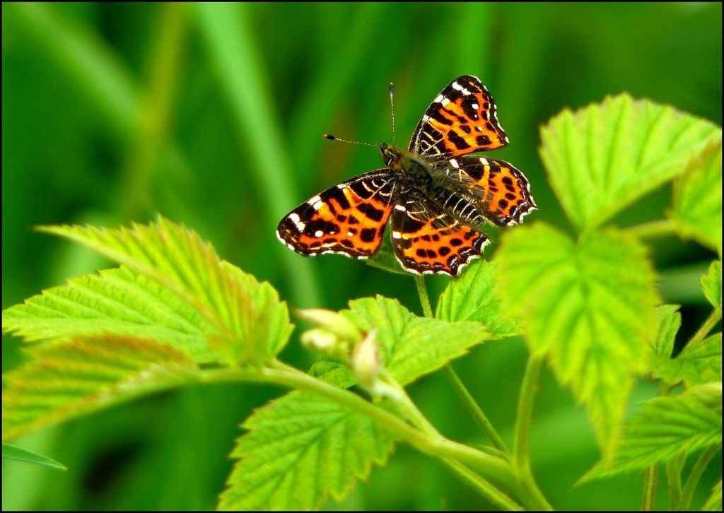 landkärtchen schmetterling